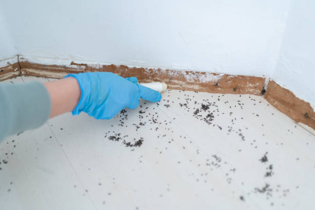 Flea Control Services in Ocean Pines, MD